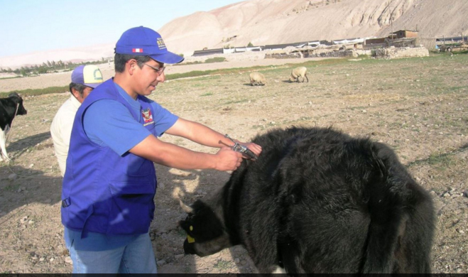 Lambayeque: inmunizarán a más de 80,000 vacunos en diversas provincias