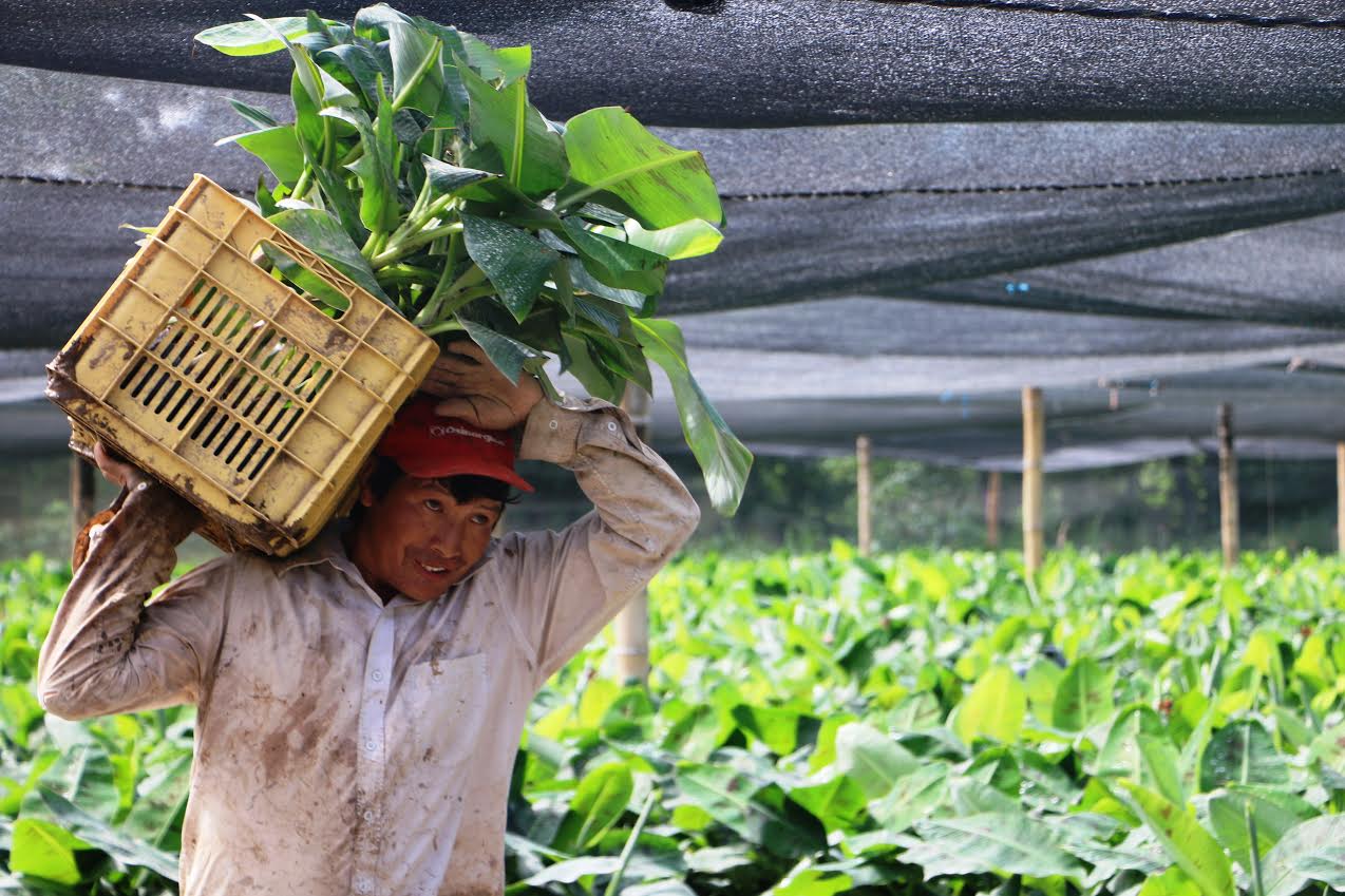 Valle Nuevo de Olmos registra 10 mil hectáreas sembradas con productos exportables