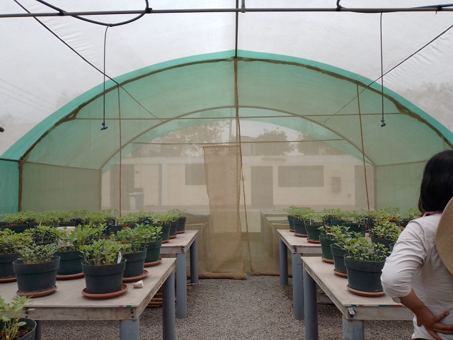 Becaria crea proyecto que usa cáscara de quinua para producir insecticida agrícola orgánico 