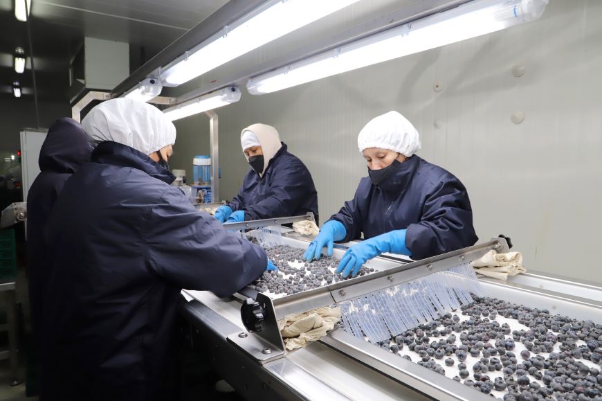 Exportaciones peruanas sumaron US$ 5 mil 263 millones y crecieron 12.6% en enero