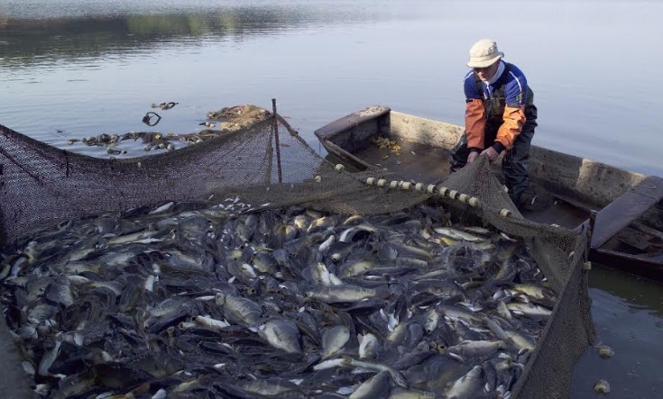 Trece regiones del interior incrementaron exportaciones en enero 2024, informó Adex