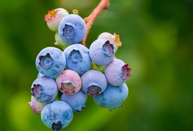 Adex: oferta agroindustrial peruana gana poco a poco espacio en China