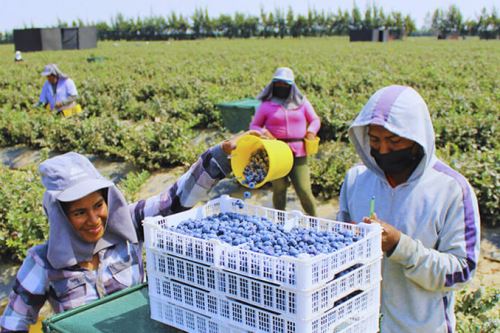 Perú es el primer exportador mundial de arándanos y quinua en grano