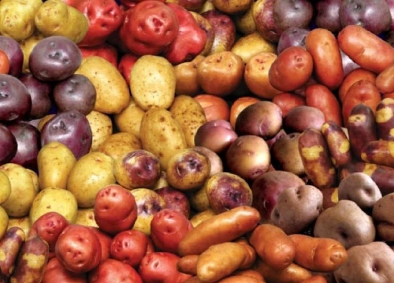 Variedades de papa con alta calidad incrementa en 70%rendimiento de 140 mil hectáreas de cultivos