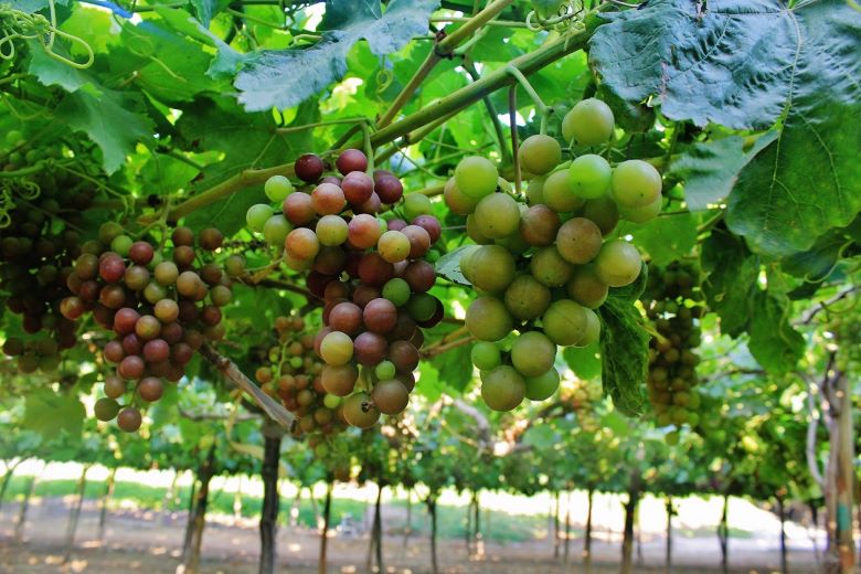 Acceso a China y a otros mercados ayudará a mantener el liderazgo mundial de la uva