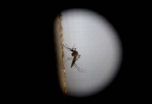 Lambayeque: se espera resultados de análisis para descarte total de caso del zika